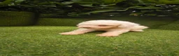 Perro de Agua Español perros en venta: preciosa camada perros agua  chocolates y blancos  - Anuncio 2
