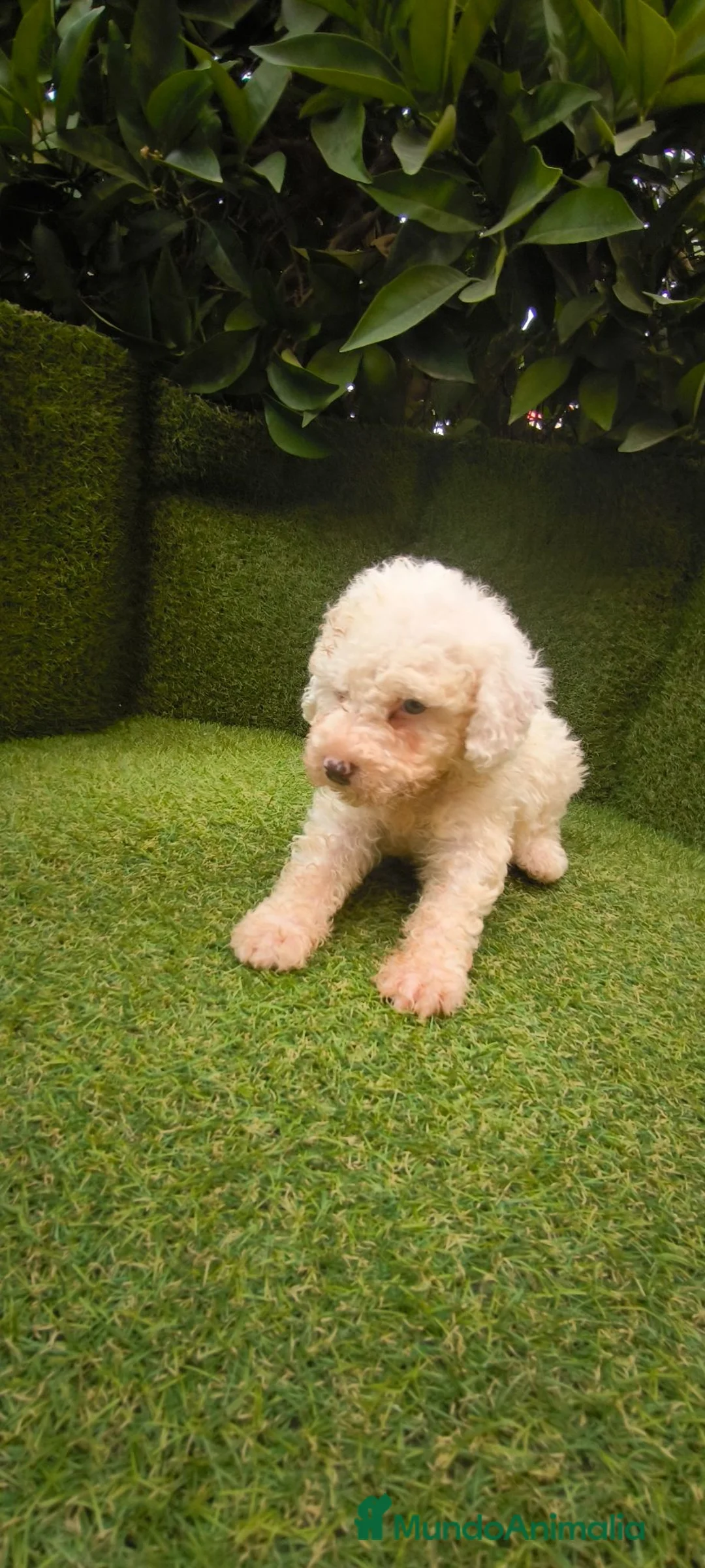 Perro de Agua Español perros en venta: preciosa camada perros agua  chocolates y blancos  - Anuncio 2