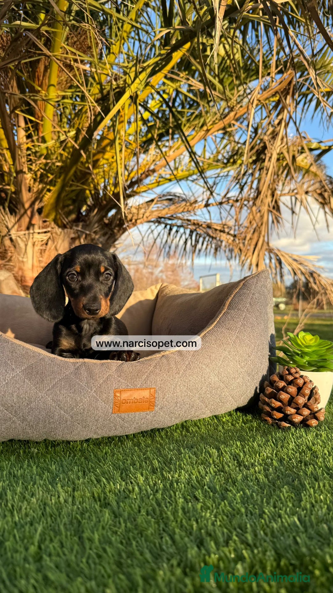 Teckel Miniatura perros en venta: CRIADERO DE TECKEL - Imagen 4