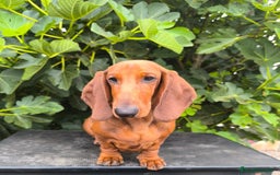 Teckel perros en venta: Teckel Standard en Canarias  - Imagen 1