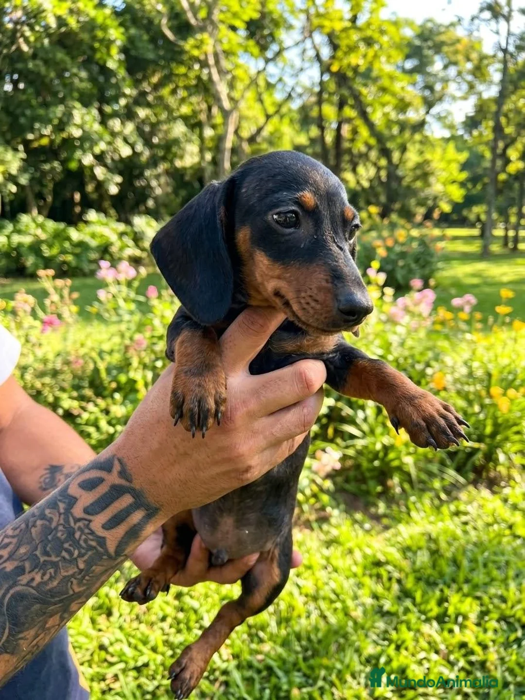 Teckel Miniatura perros en venta: Teckel kanichen  - Anuncio 2