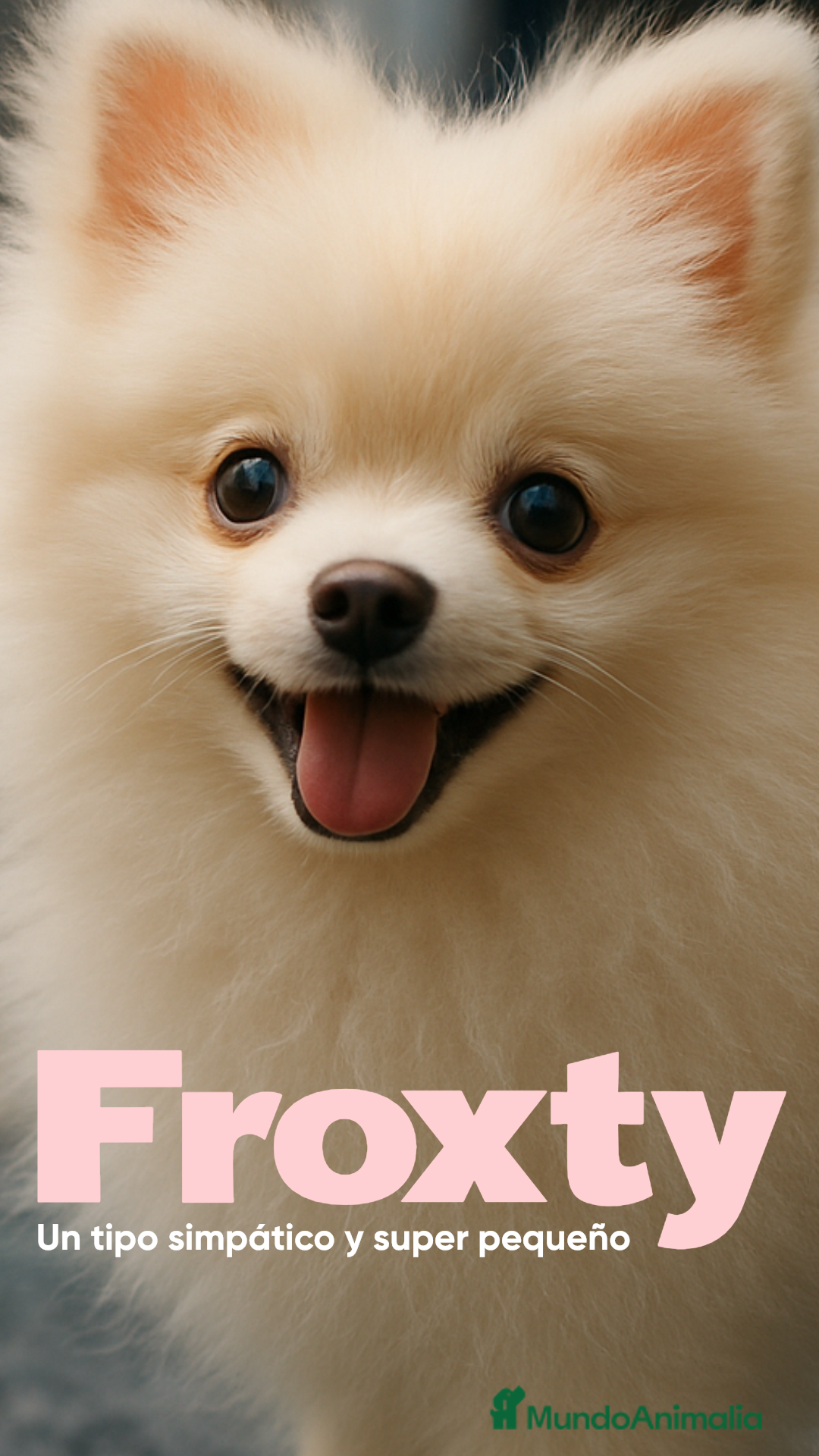 Pomerania perros en venta: 🐾 Frosty – Pomerania blanco mini y delicado ❄️✨ - Anuncio 1