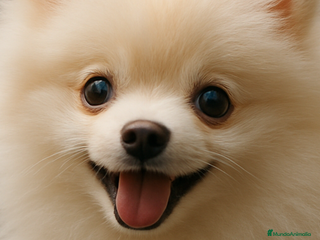 Pomerania perros 🐾 Frosty – Pomerania blanco mini y delicado ❄️✨ - Anuncio 1