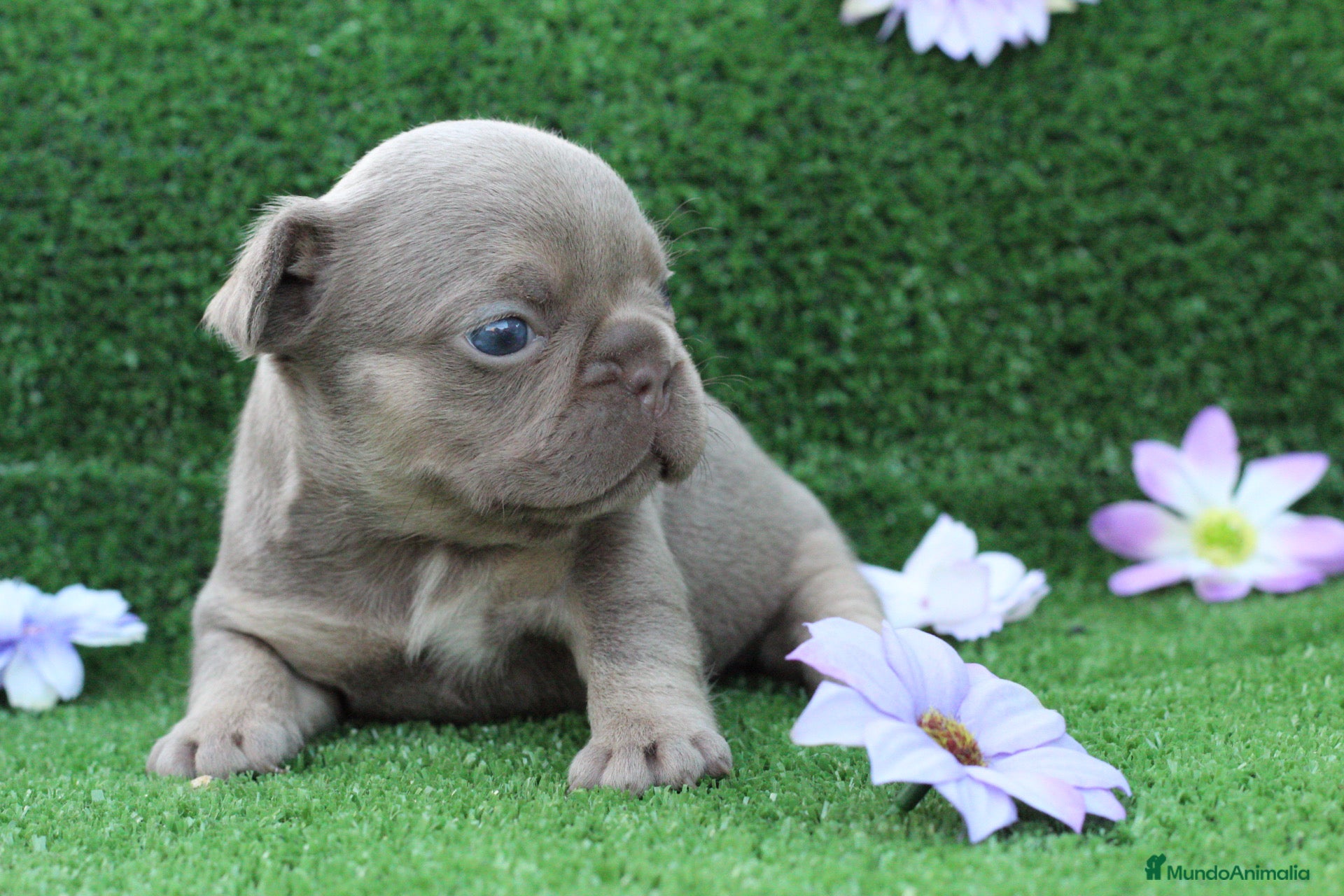 Bulldog Francés perros en venta: Bulldog francés exóticos  - Anuncio 7