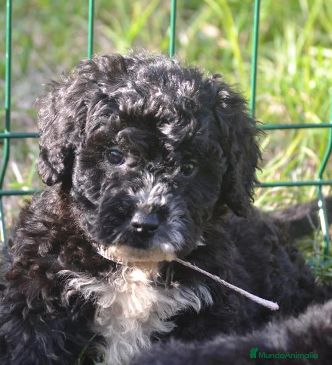 Perro de Agua Español perros en venta: CACHORRO PERRO DE AGUA ESPAÑOL  - Anuncio 34