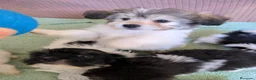 Bichón Habanero perros en venta: Machitos de bichon habanero - Anuncio 17