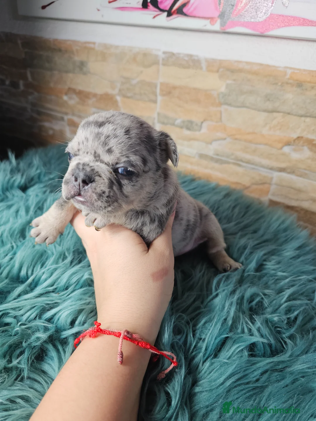 Bulldog Francés perros en venta: Bulldog francés and tan  - Anuncio 1