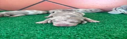 Teckel perros en venta: Teckel mini - Anuncio 11