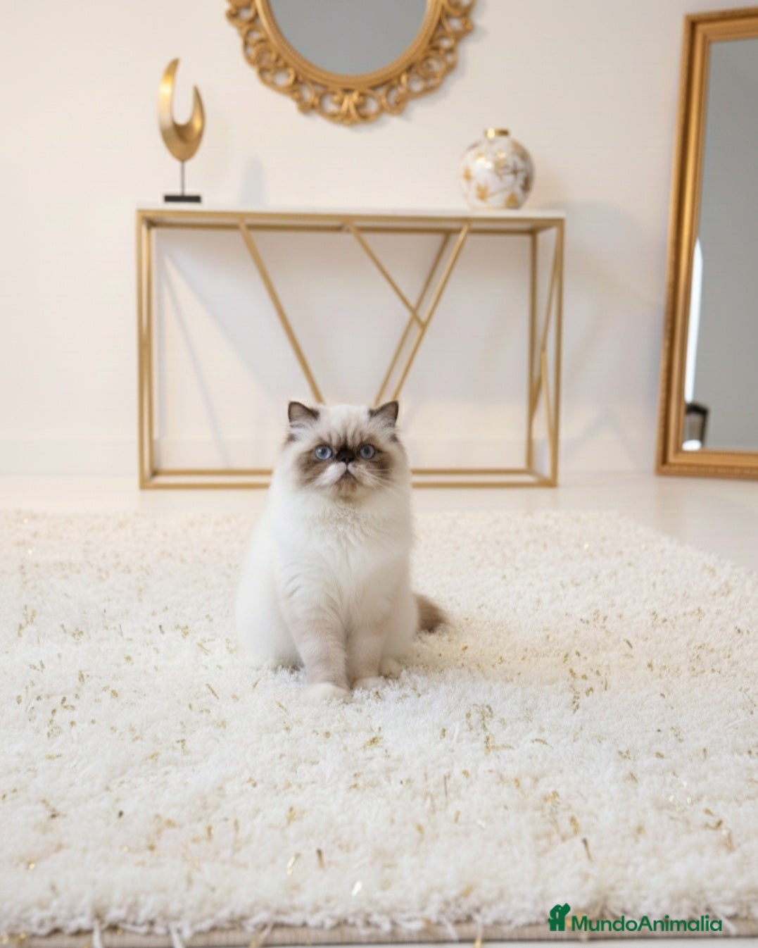 Persa gatos Persa himalayo  - Anuncio 2