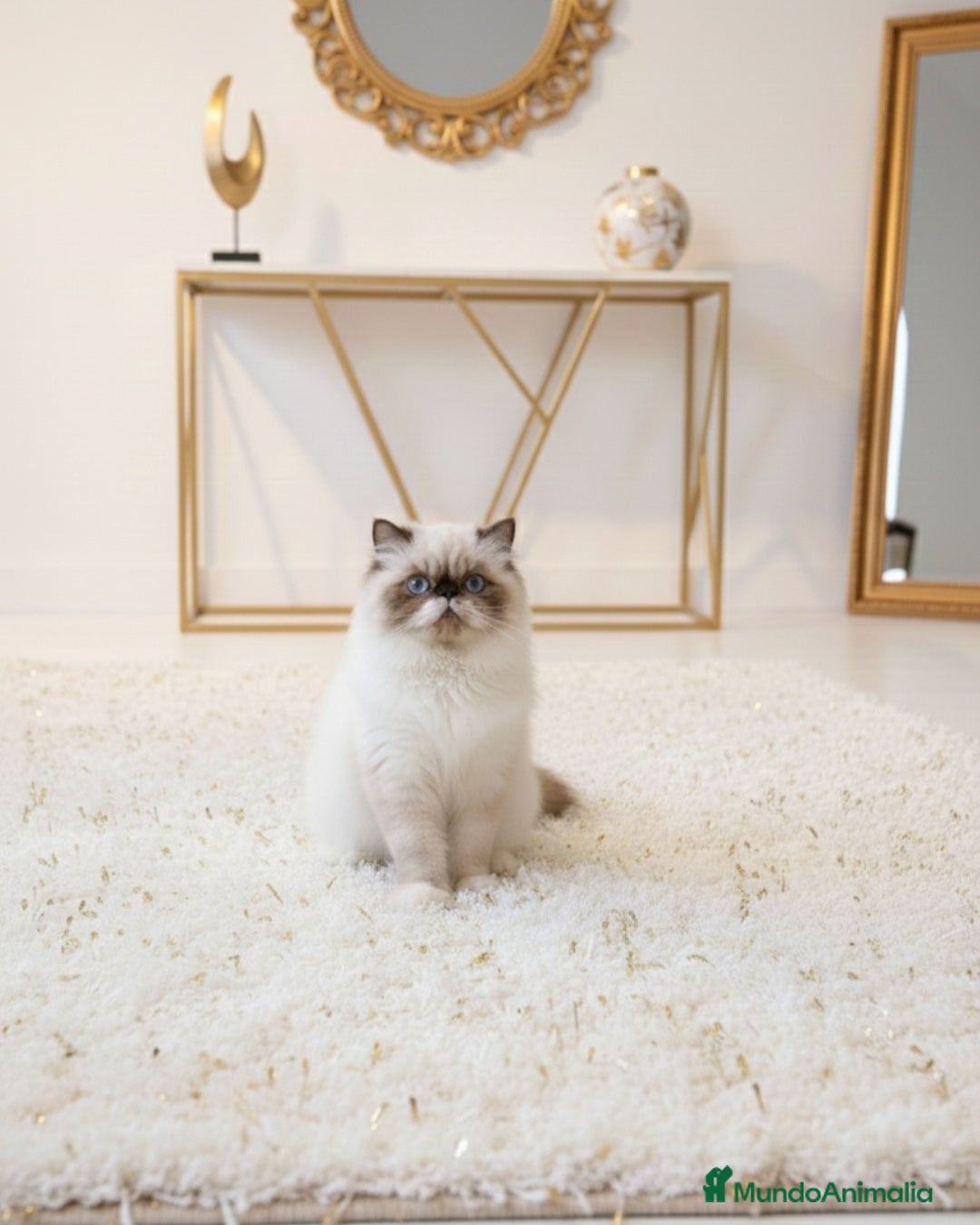 Persa gatos en venta: Persa himalayo  - Anuncio 1