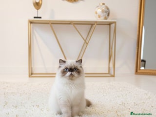 Persa gatos Persa himalayo - Anuncio 1