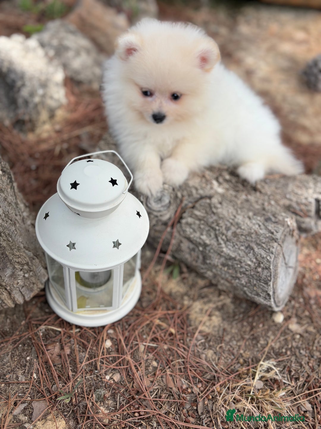 Pomerania perros en venta: Pomerania Macho listo para entregar !! - Imagen 3