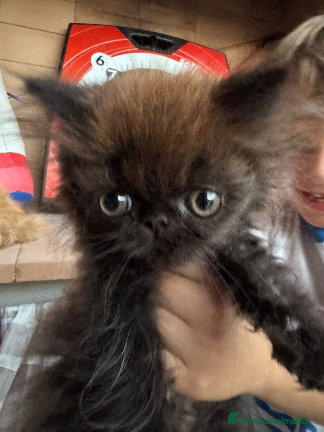 Persa gatos en venta: Macho y hembra Persa - Imagen 5