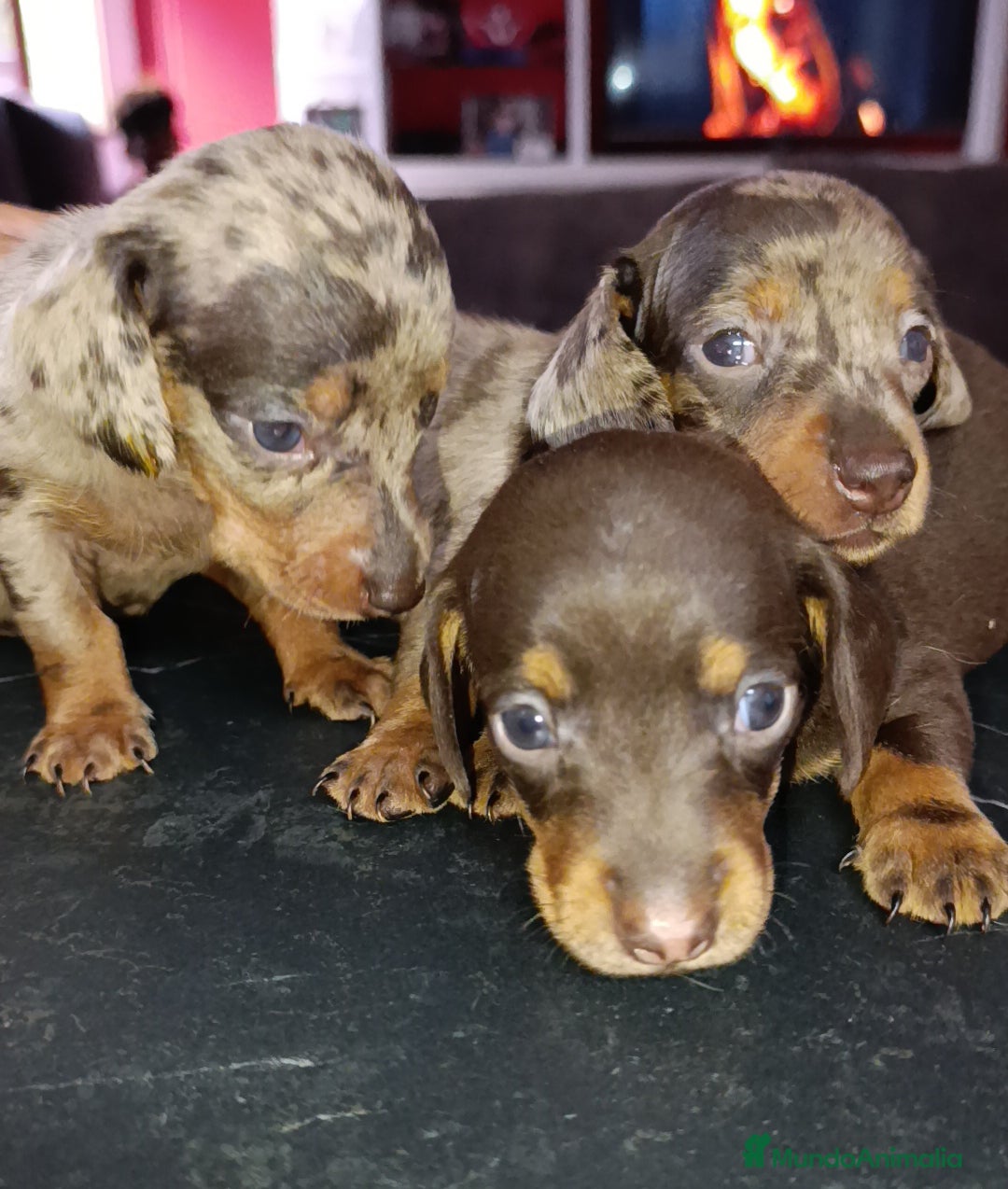 Teckel perros en venta: Impresionantes teckel kaninchen  - Imagen 3