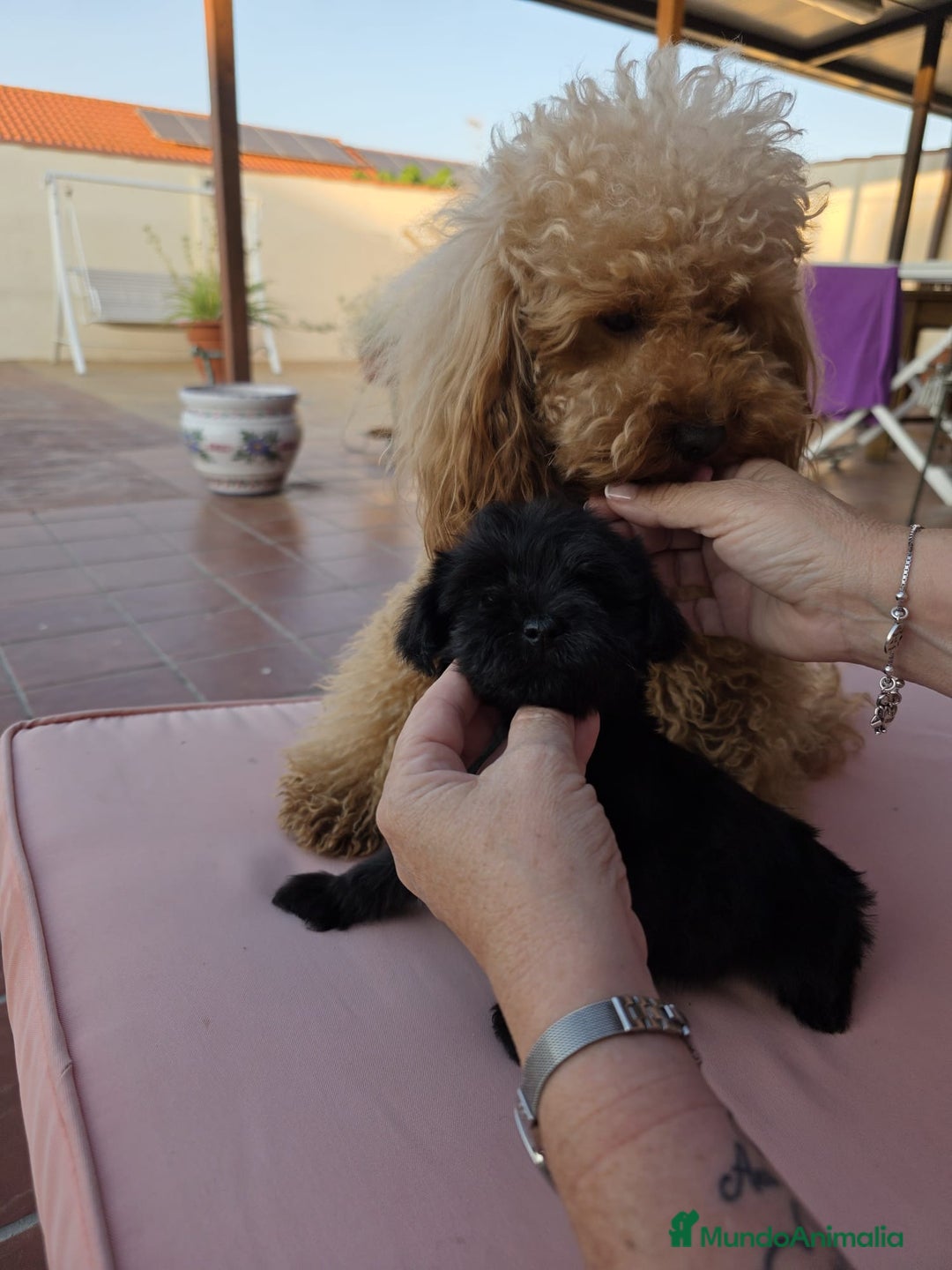Maltipoo perros en venta: Yorkipoo exclusiva!! - Imagen 2