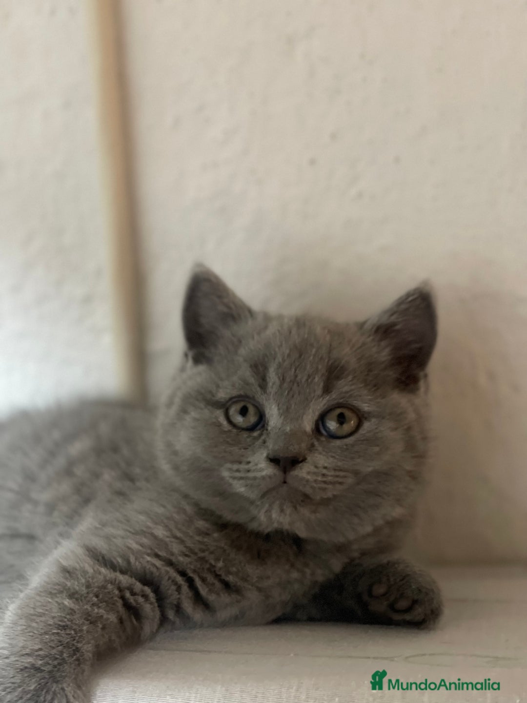Británico de Pelo Corto Azul gatos en venta: British short hair - Imagen 3