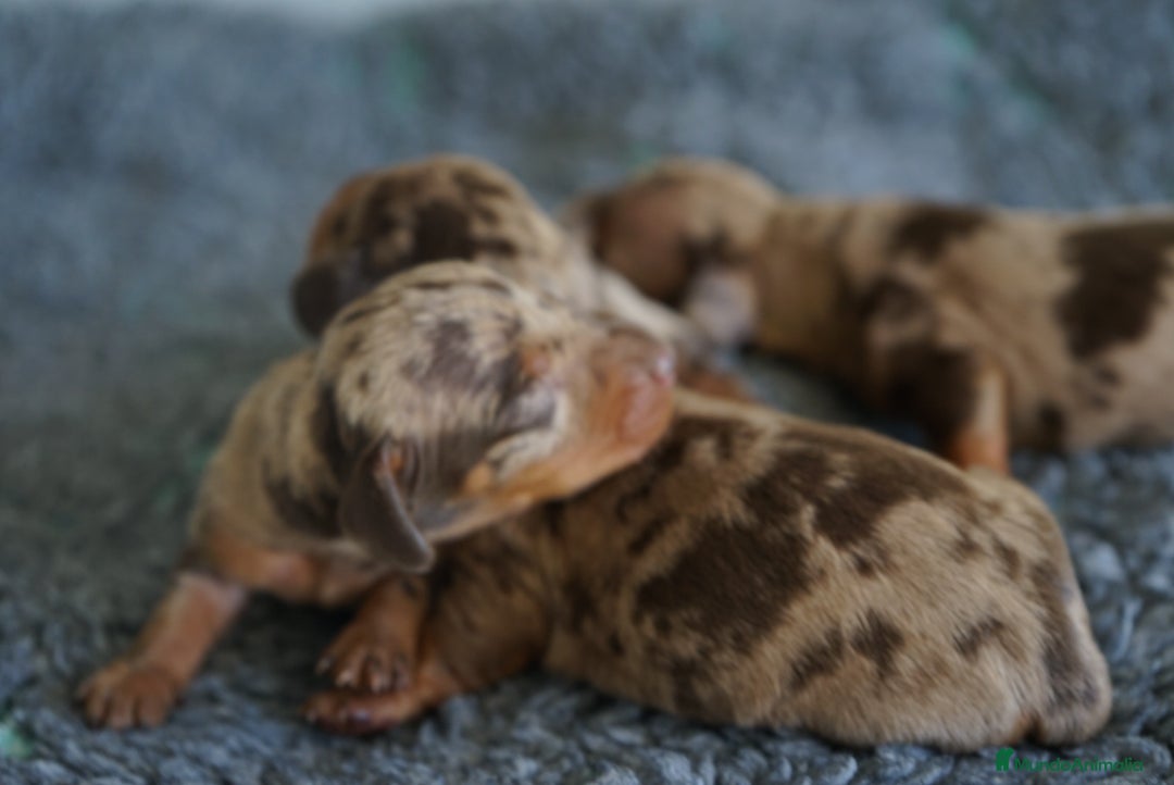 Teckel Miniatura perros en venta: 🐾 Kodat, Byron y Curry – Teckel miniatura 🐾 - Imagen 2
