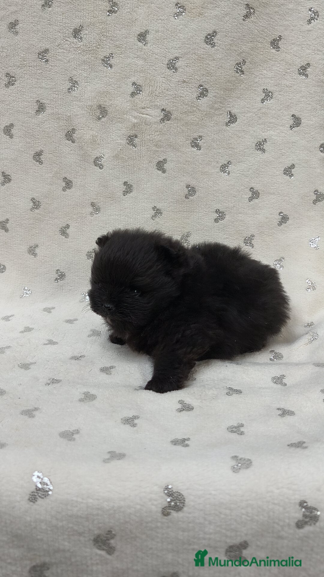 Pomerania perros en venta: Lulú Pomerania hembra  - Anuncio 4