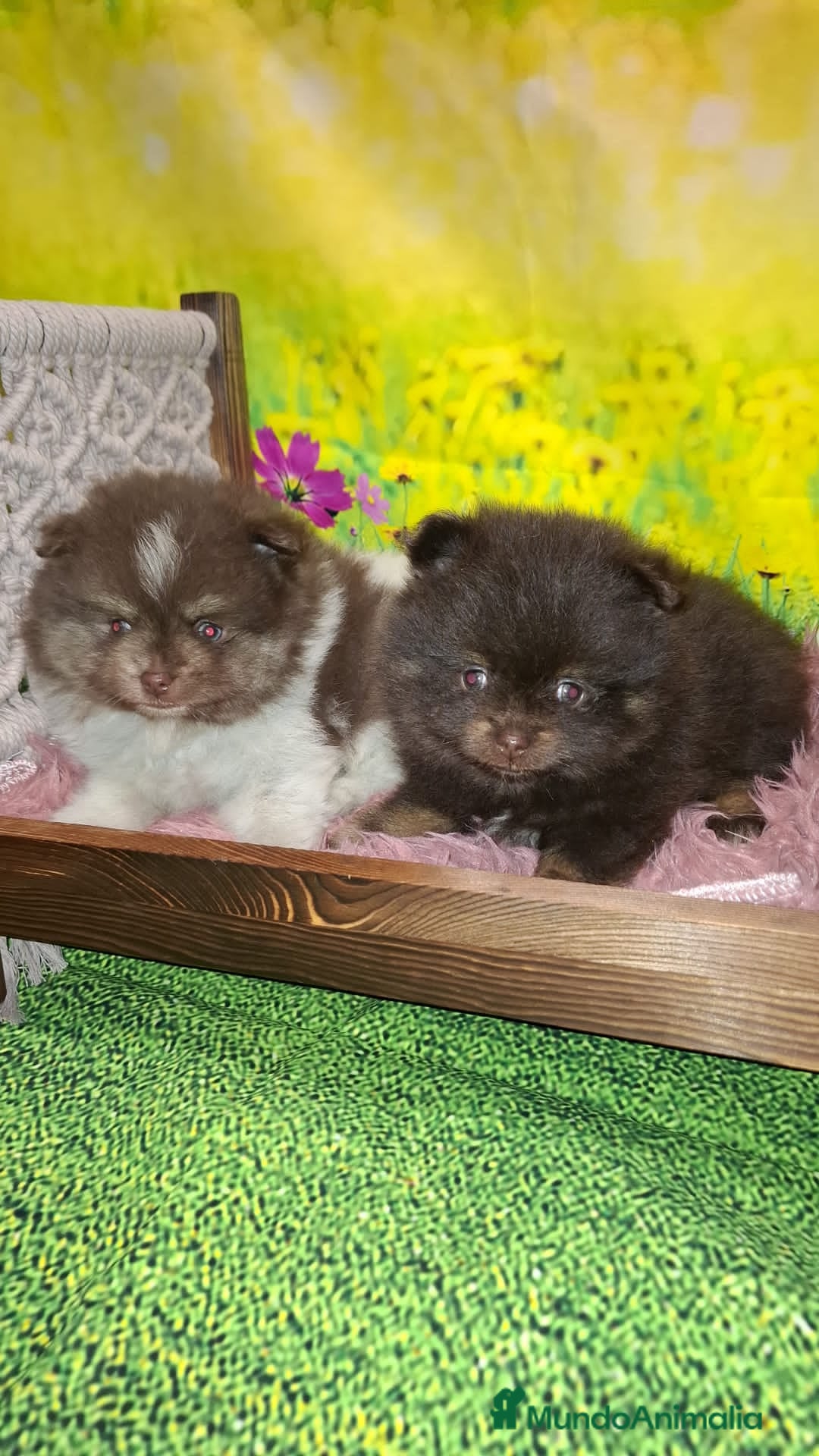 Pomerania perros en venta: Pomerania chocolate macho  - Anuncio 3