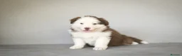 Pastor Australiano perros en venta: Cachorros Pastor Australiano - Anuncio 19
