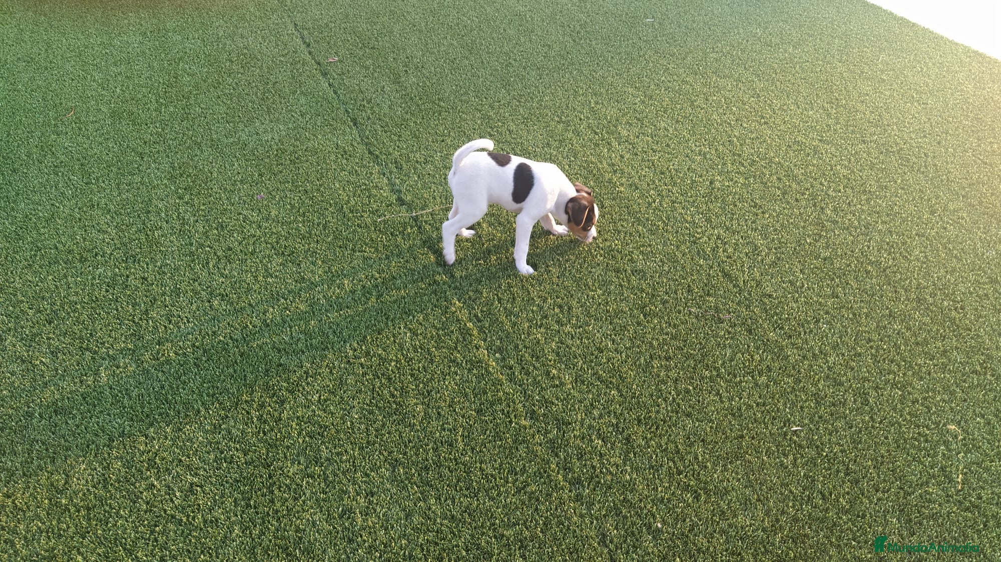 Raza Mixta perros MESTIZOS - Anuncio 1