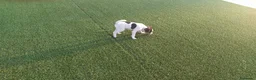 Raza Mixta perros en venta: MESTIZOS - Anuncio 3