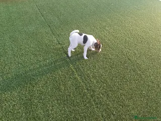 Raza Mixta perros MESTIZOS - Anuncio 1