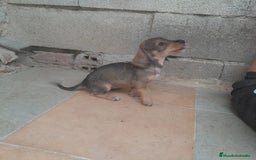 Teckel Miniatura perros en venta: TECKEL MINIATURA - Imagen 3