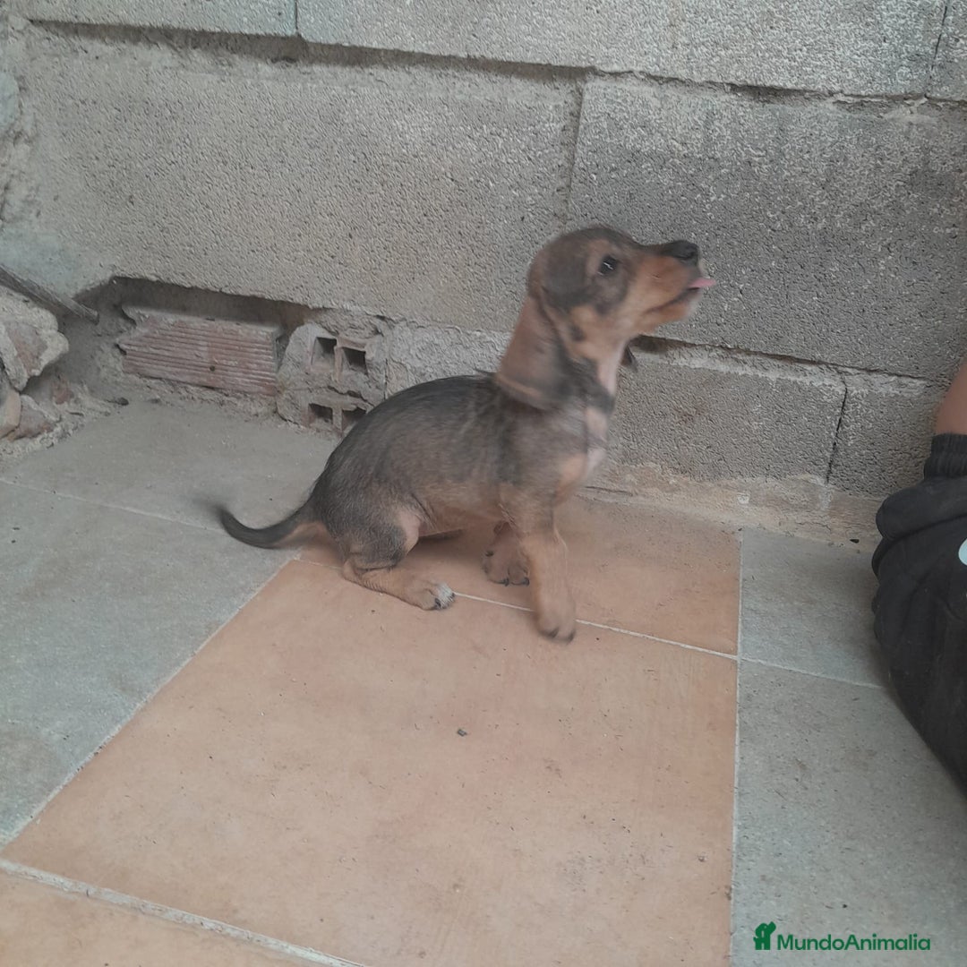 Teckel Miniatura perros en venta: TECKEL MINIATURA - Imagen 3