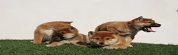 Shiba Inu perros en venta: Cachorros de Shiba inu nacionales  en Madrid - Anuncio 3