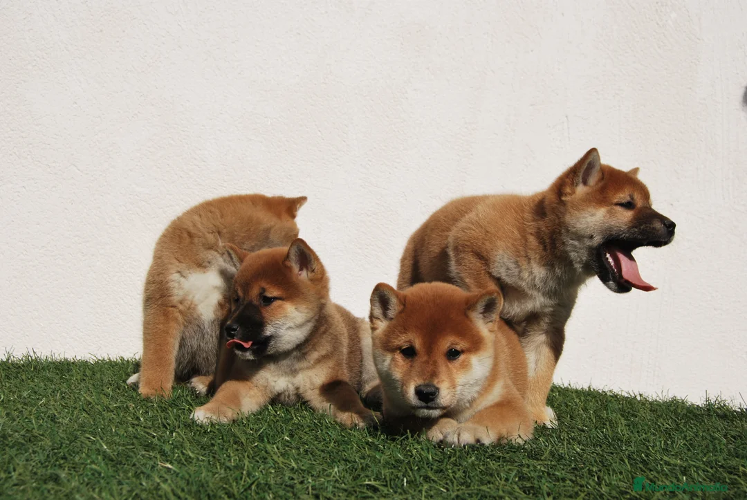Shiba Inu perros en venta: Cachorros de Shiba inu nacionales  en Madrid - Anuncio 3