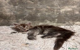Maine Coon gatos en venta: Maine Coon Black Humo - Imagen 6