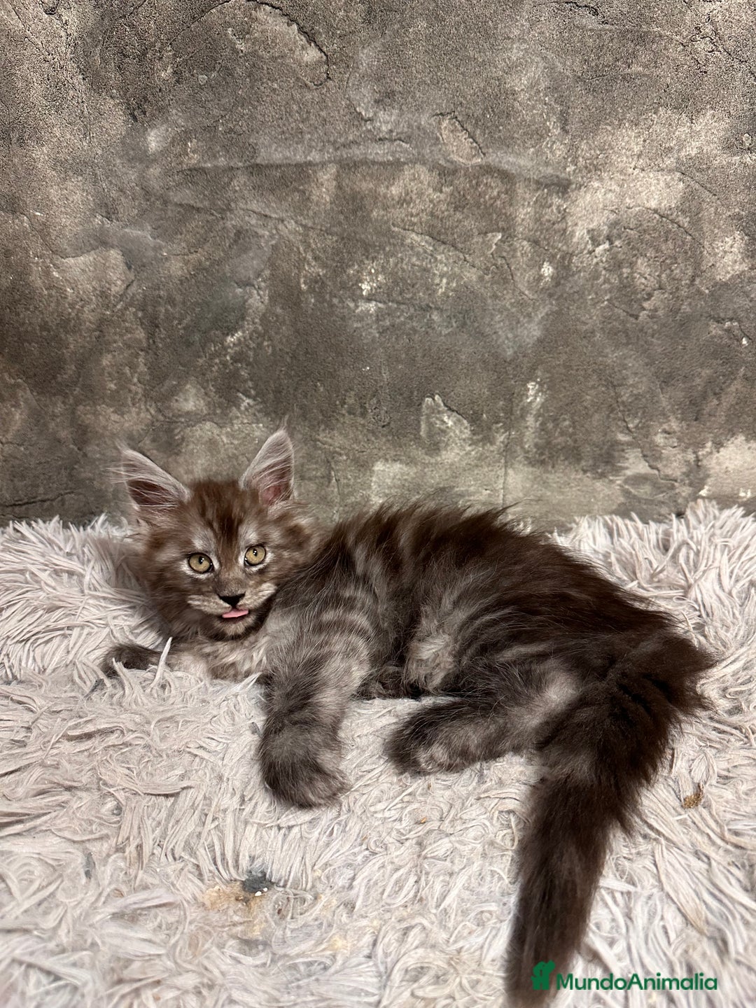 Maine Coon gatos en venta: Maine Coon Black Humo - Imagen 6