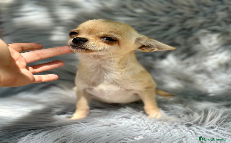 Chihuahua perros - Propaganda 1
