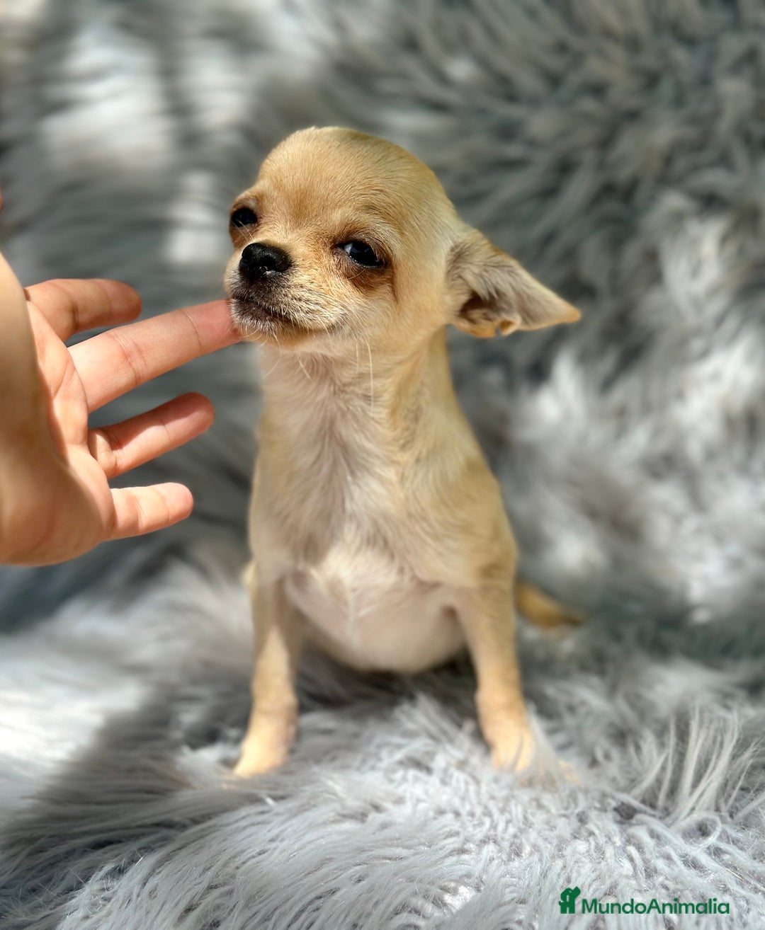 Chihuahua perros en venta: CHIHUAHUA MINI 1kilo 5 meses - Imagen 1