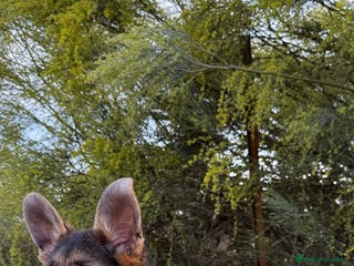 Pastor Alemán perros PASTOR ALEMAN PURA RAZA - Anuncio 8