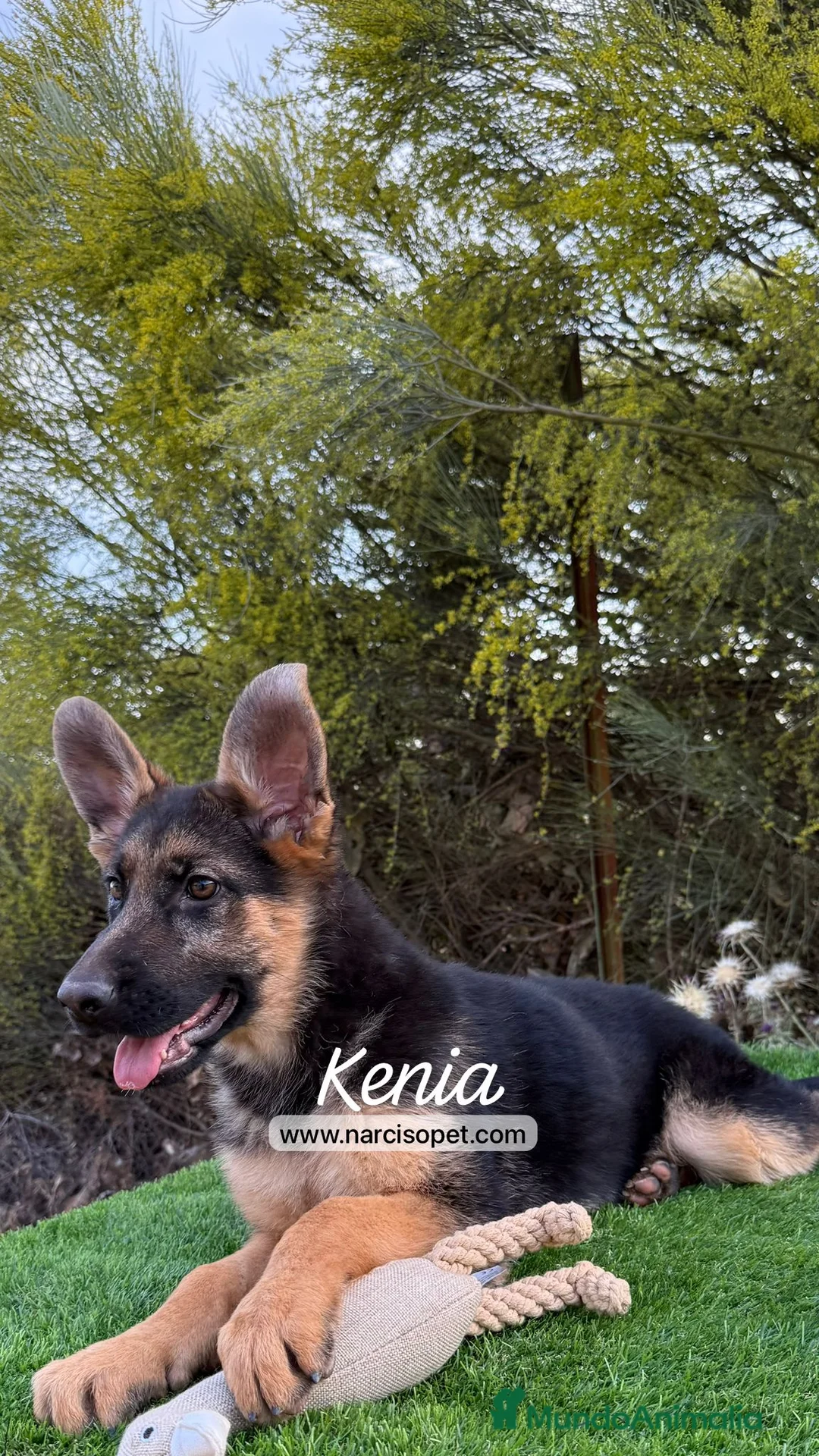 Pastor Alemán perros en venta: PASTOR ALEMAN PURA RAZA - Anuncio 1