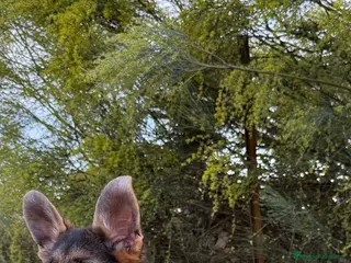 Pastor Alemán perros PASTOR ALEMAN PURA RAZA - Anuncio 4