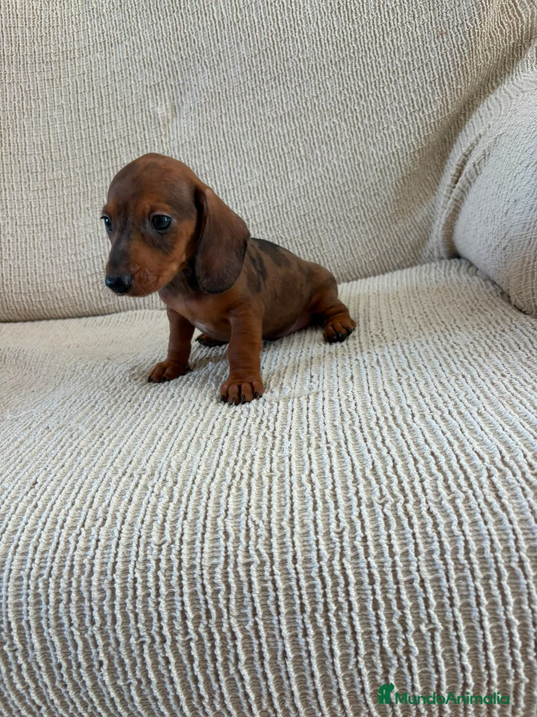 Teckel perros en venta: Cachorros de Teckel Kaninchen Arlequines Rojos - Anuncio 2