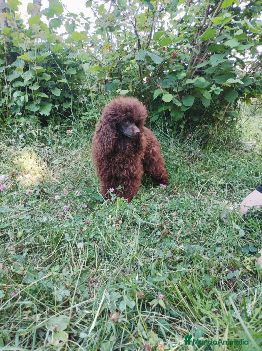 Caniche Enano perros en venta: Caniche chocolate adulto - Anuncio 1