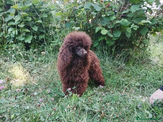 Caniche Enano perros Caniche chocolate adulto - Anuncio 2