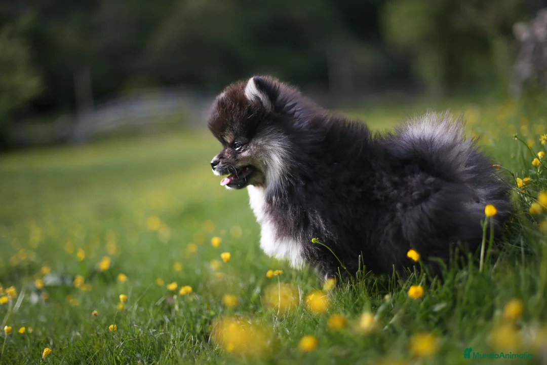 Pomsky perros en venta: Pomsky toy F3 - Anuncio 1
