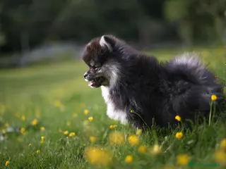Pomsky perros Pomsky toy F3 - Anuncio 1