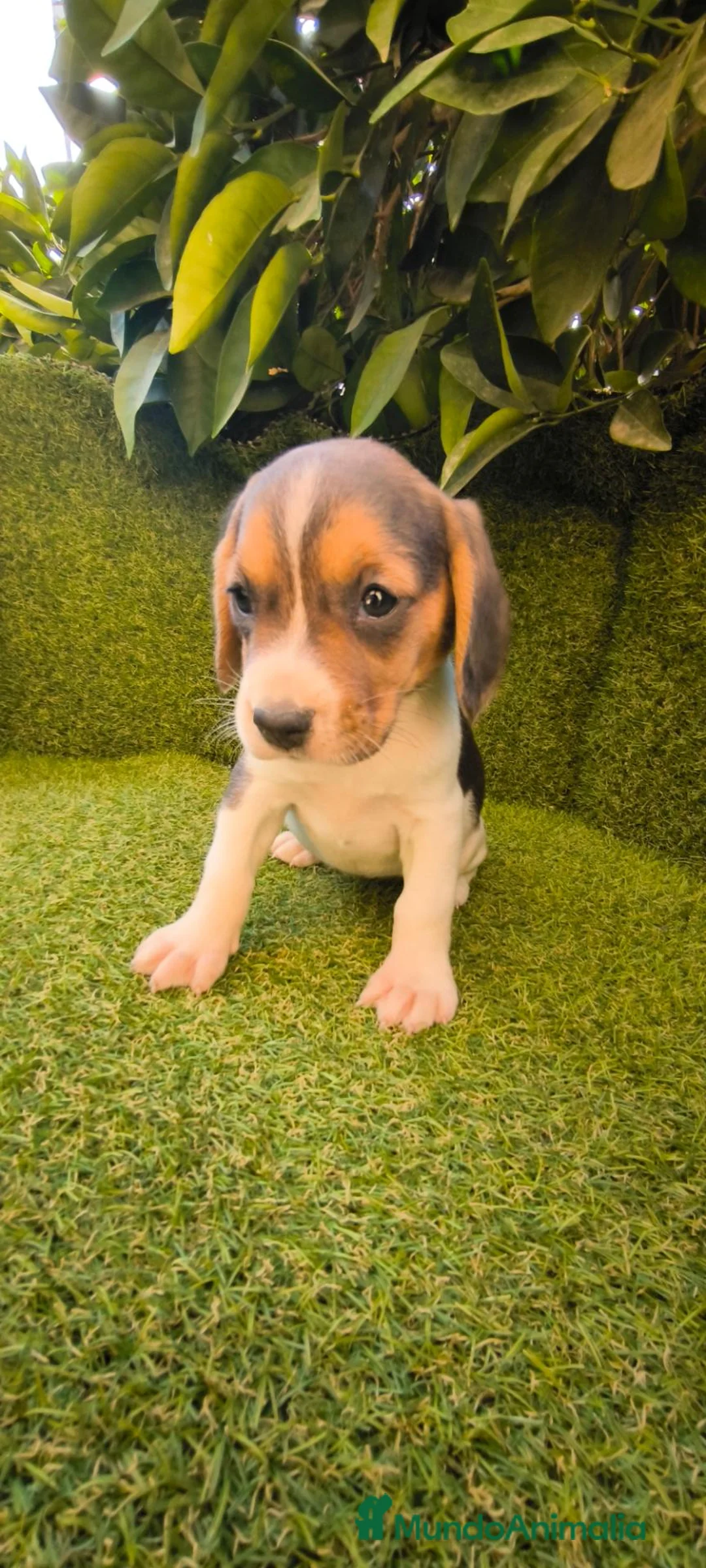 Beagle perros en venta: beagles mini tricolor  - Anuncio 2