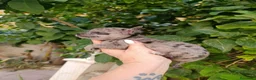 Chihuahua perros en venta: CHIHUAHUA MERLE - Anuncio 4