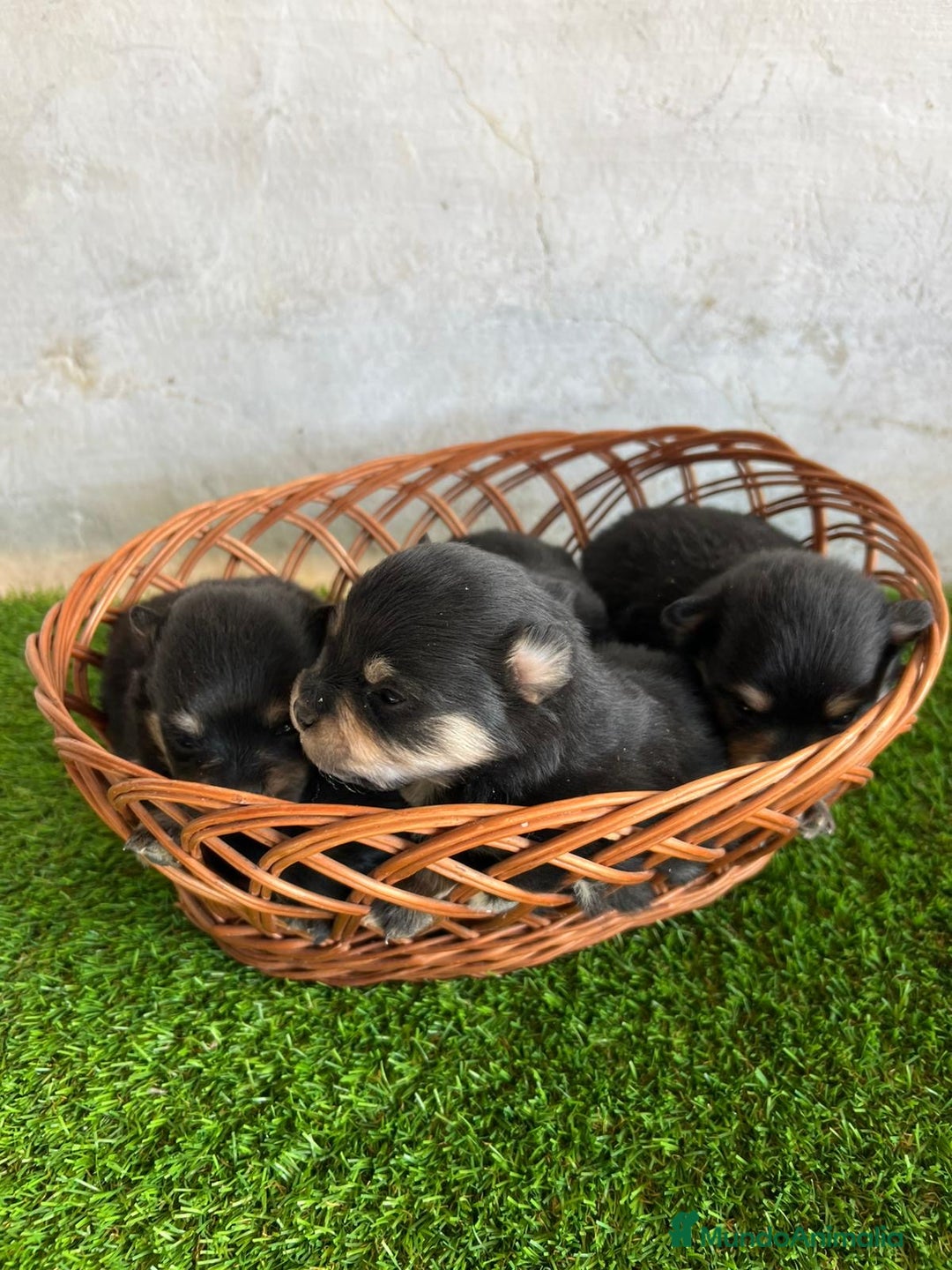 Pomerania perros en venta: Pomerania - Anuncio 3