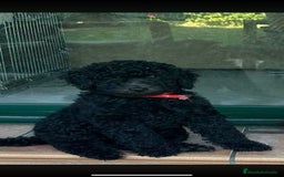 Caniche Gigante perros en venta: Hembra de caniche gigante  - Imagen 1