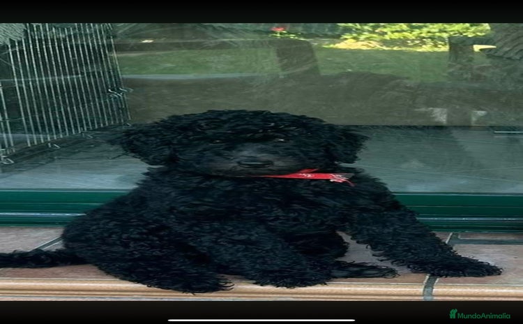 Caniche Gigante perros - Propaganda 1
