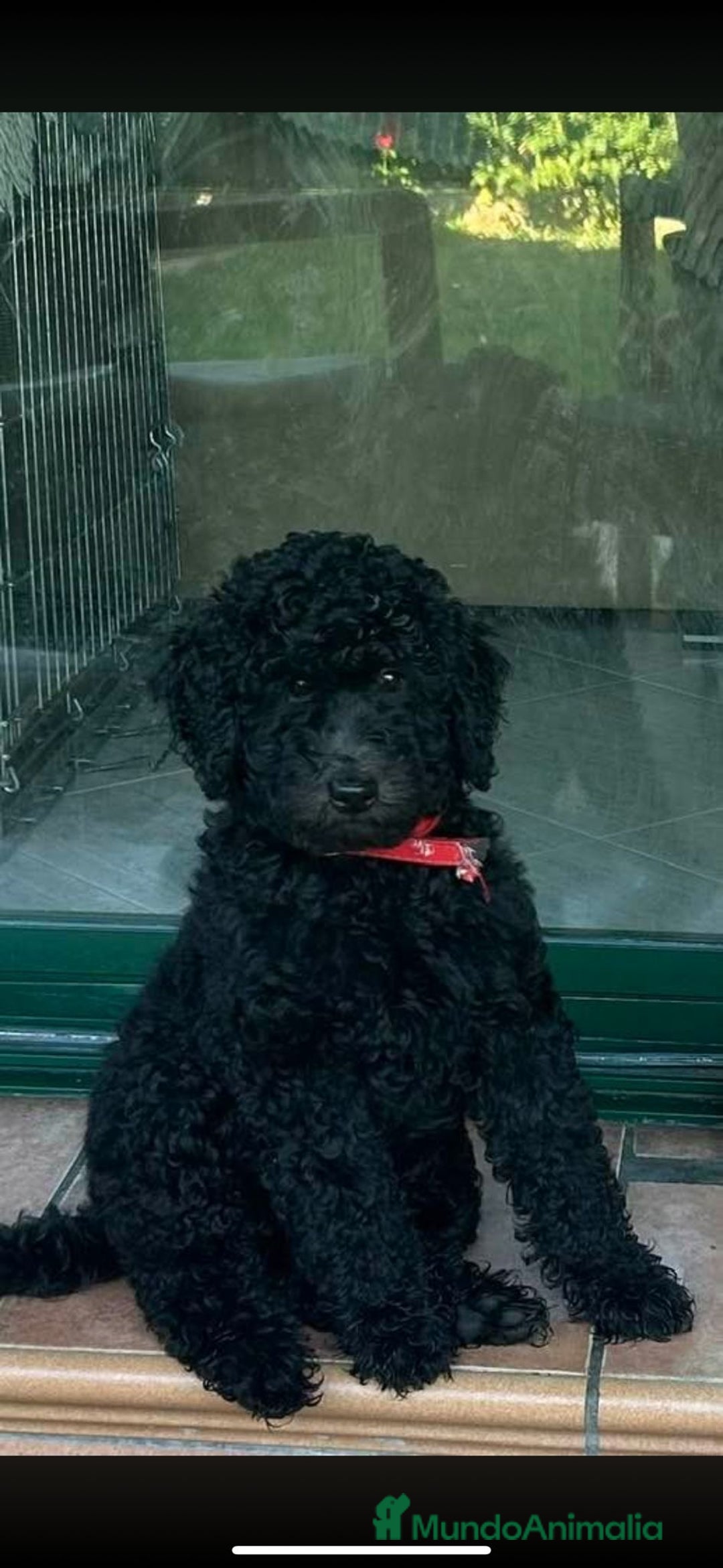 Caniche Gigante perros en venta: Hembra de caniche gigante  - Imagen 1