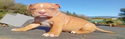 American Bully perros en venta: American bully - Anuncio 3